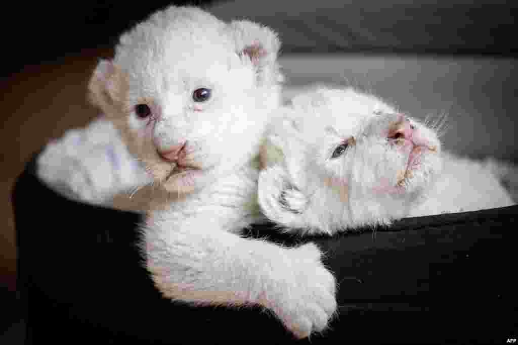 Two white lion cubs, named Nala and Simba, lay in their basket at the association &quot;Caresse de tigre&quot;, at La Mailleraye-sur-Seine, northwestern of France.