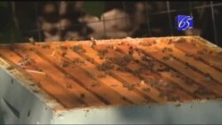 Ընտանի մեղուները այսօր կանգնած են վտանգի առջև