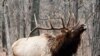 Elk’s Return Concerns Missouri Ranchers