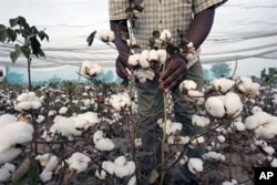 Le coton, principal produit d'exportation du Burkina