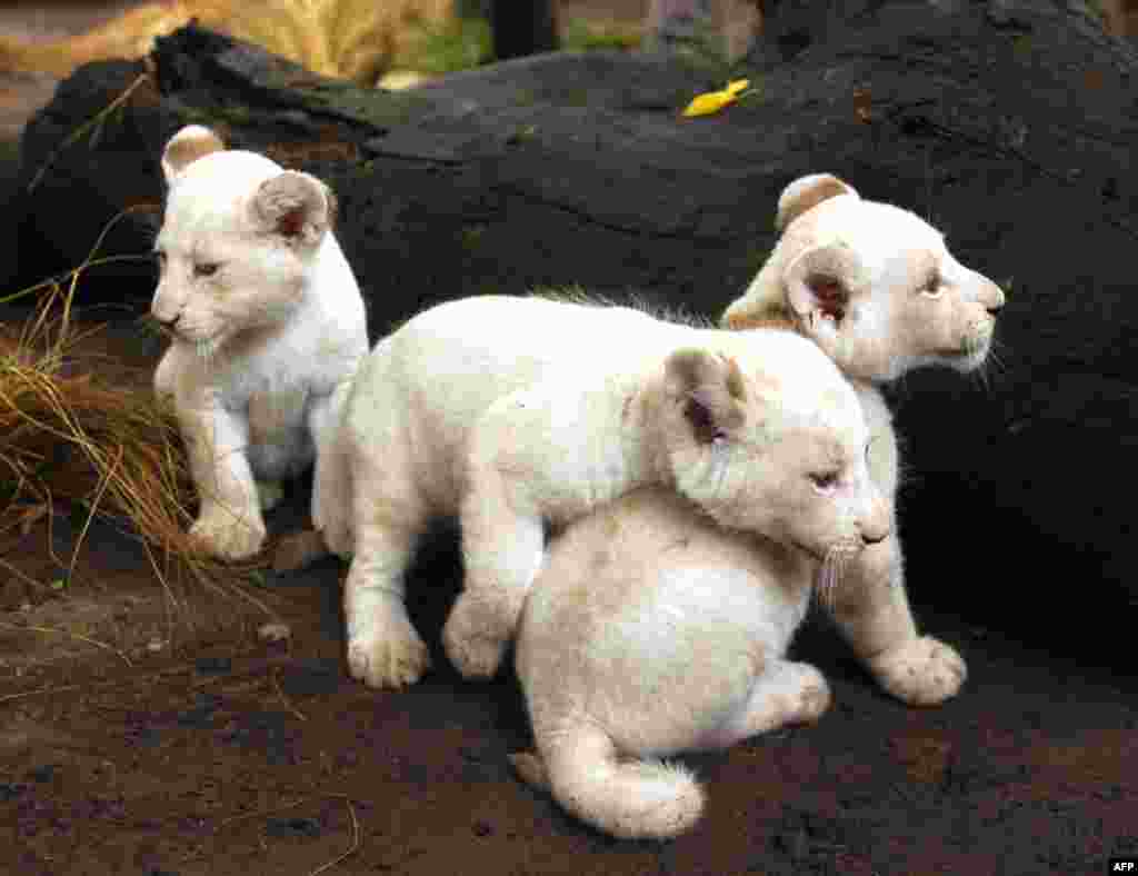Jan. 5:Three one-month-old white lion cubs are seen in their enclosure at the Buenos Aires zoo. (Enrique Marcarian/Reuters)