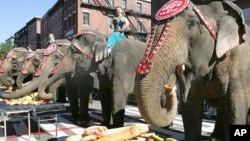 Atraksi gajah pada pertunjukan grup sirkus 'Ringling Brothers Barnum & Bailey' (foto: dok).