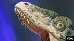 The reconstructed head of a Dromaeosaur-like Theropod dinosaur, complete with saliva, is seen after opening of Australia's first permanent dinosaurs exhibition at the Australian Museum, Sydney, March 14, 2008 (file photo)