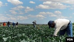 In this June 1, 2011 photo, indigenous Mexican farm workers cut weeds in a cabbage field near King City, Calif. Many of the farm workers live in nearby Greenfield, where their large presence has caused tensions among the more established residents, many o