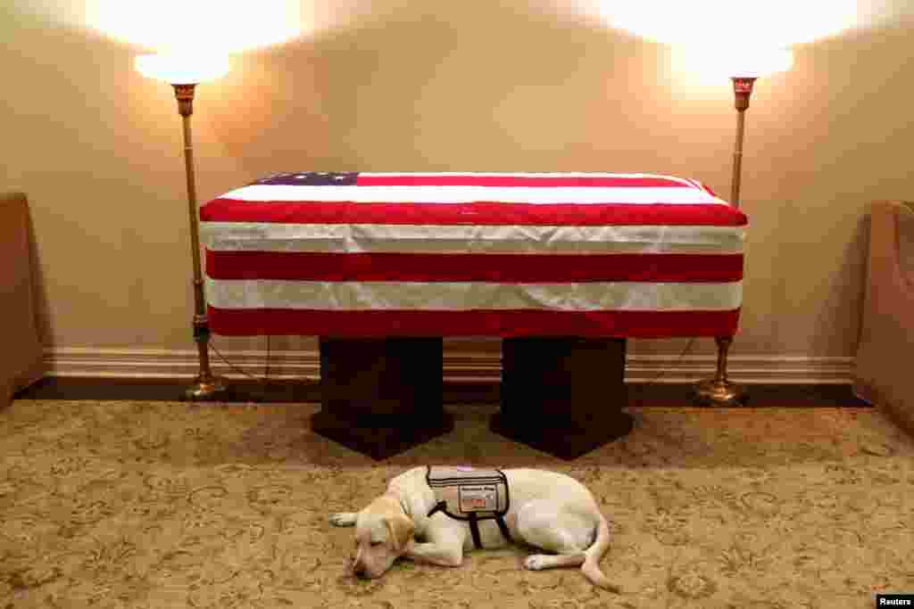 Sully, the service dog of former U.S. President George H.W. Bush in his final months, lays in front of Bush's casket at the George H. Lewis & Sons funeral home in Houston, Texas, U.S.