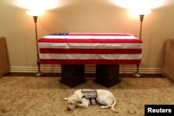 FILE - Sully, the service dog of former U.S. President George H.W. Bush in his final months, lies in front of Bush's casket at the George H. Lewis & Sons funeral home in Houston, Texas, Dec. 3, 2018.