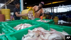Migrant workers separate freshly caught fish by size at a fish market in Samut Sakhon Province, west of Bangkok, June 20, 2014.