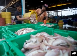 Migrant workers separate freshly caught fish by size at a fish market in Samut Sakhon Province, west of Bangkok, June 20, 2014.