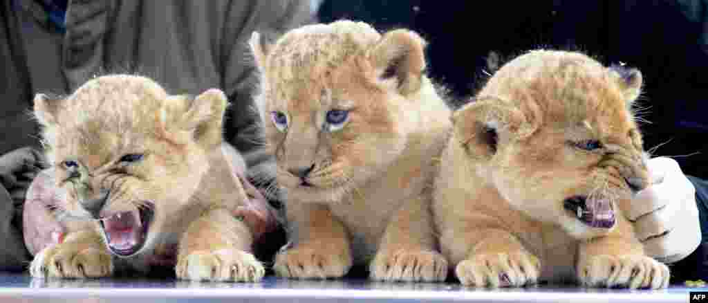 October 19: Lion triplet cubs Asali, Simba and Nala, from left. The lions were born six weeks ago. (AP Photo/Nigel Treblin)