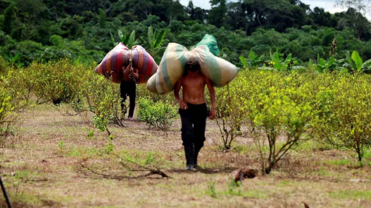 Cultivos De Coca En Colombia Alcanzaron Un Máximo Histórico 9730
