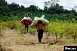 FILE - Workers who collect coca leaves carry bags with harvested leaves to be processed into coca paste, on a coca farm in Guayabero, Guaviare province, Colombia, May 23, 2016.