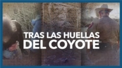 Tras Las Huellas Del Coyote