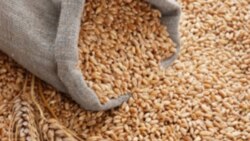 Ucrania Rusia renovación acuerdo cereales