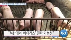 [VOA 뉴스] “한국 ‘돼지열병’ 발병…북한 유입 가능성”