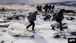 Faayilii: Baqattoota lafa cabbii daangaa Makadooniyaanii gara Sarbiyaa deemaa turan, Amajjii 18, 2015
