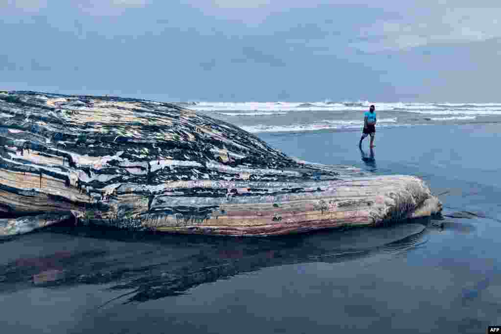 Handout picture released by the Guatemalan Protected Areas National Council (CONAP) showing a man walking next to a 13-meter-long dead humpack whale on El Tulate Beach, Guatemala, May 30, 2020.