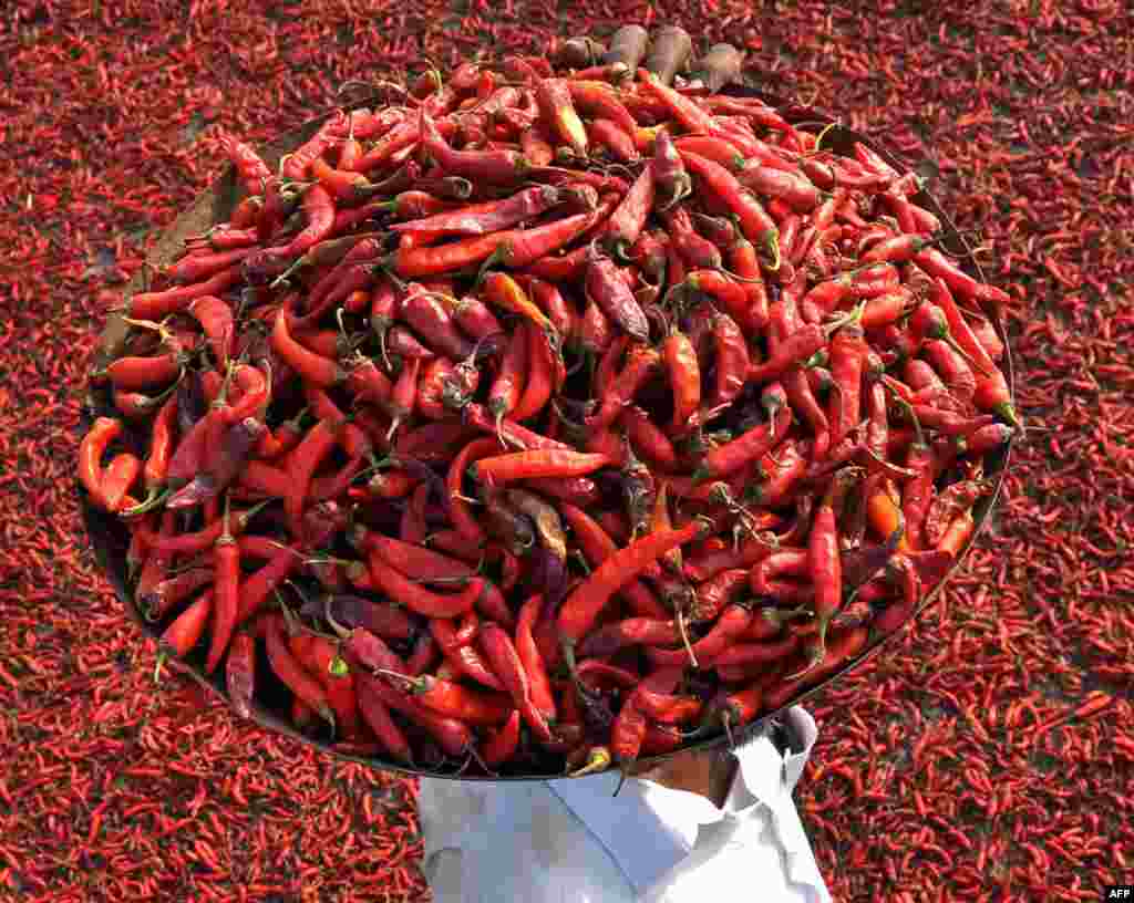 An Indian farmer carries a tray of red chillies to dry on a roof in the village of Sanour on the outskirts of Patiala.