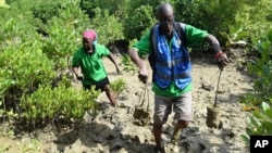 Members of Tulinde Mikoko, Swahili for Let's Protect Mangroves, plant mangrove trees in Mombasa county, Kenya, May 30, 2024.