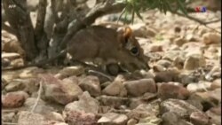 Մոտ 50 տարվա ընդմիջումից հետո Աֆրիկայում նկատվել է ոչնչացման եզրին գտնվող ցատկամկան տեսակը: