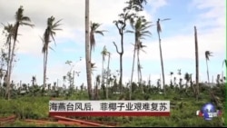 海燕台风后，菲椰子业艰难复苏