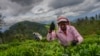 A woman tea plantation worker plucks tea leaves at an estate in Badulla, Sri Lanka, Tuesday, Sept. 10, 2024.