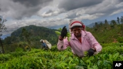 A woman tea plantation worker plucks tea leaves at an estate in Badulla, Sri Lanka, Tuesday, Sept. 10, 2024.