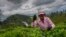 A woman tea plantation worker plucks tea leaves at an estate in Badulla, Sri Lanka, Tuesday, Sept. 10, 2024.