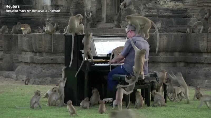 Musician Plays for Monkeys in Thailand
