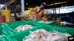 Migrant workers separate freshly caught fish by size at a fish market in Samut Sakhon Province, west of Bangkok, June 20, 2014.