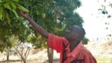 Paul Alim Amol grows mangoes, guava, lemons, oranges, pawpaw, and sugar canes. (VOA/Deng Ghai)