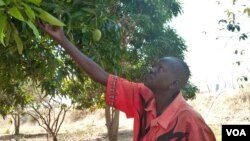 Paul Alim Amol grows mangoes, guava, lemons, oranges, pawpaw, and sugar canes. (VOA/Deng Ghai)