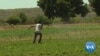 IFAD Hopes to Revive Zimbabwe’s Agriculture Sector
