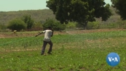 UN Agency Hopes to Revive Zimbabwe's Agriculture Sector