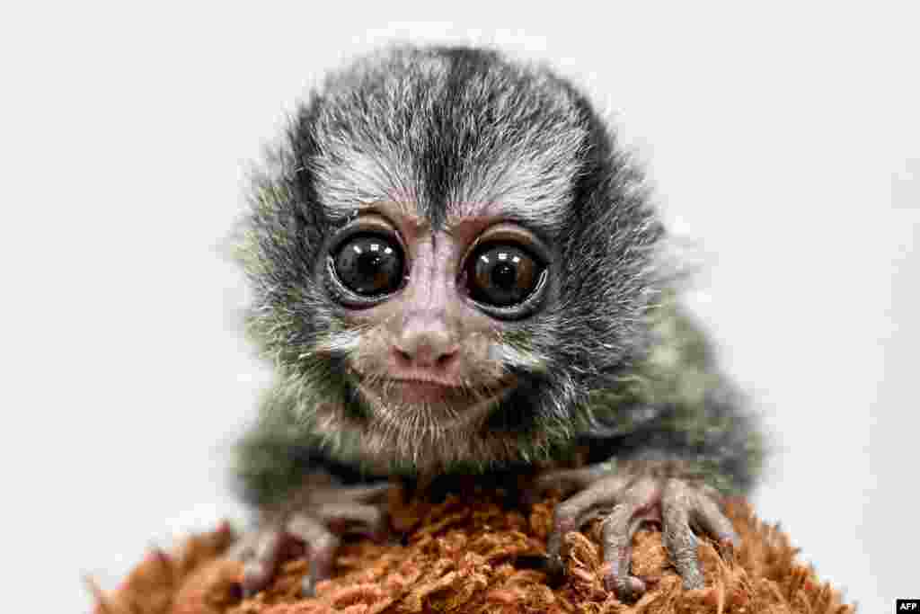 A gray-bellied Night Monkey (Aotus Lemurinus) plays with a teddy bear at the veterinary clinic of the Cali Zoo in Cali, Colombia, Jan. 27, 2020.