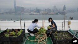 In this Nov. 14, 2017 photo, Michelle Hong, right, and Catherine Ng wash lettuce on the roof of the 38-story Bank of America tower, in Hong Kong. 