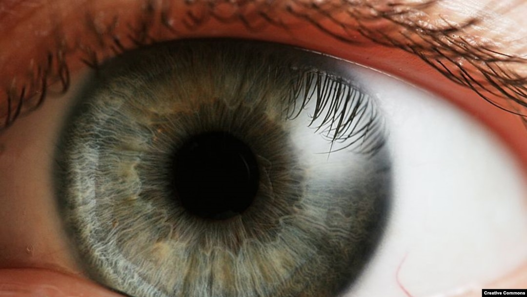 Scientists say they have taken a major step in reversing common forms of blindness.