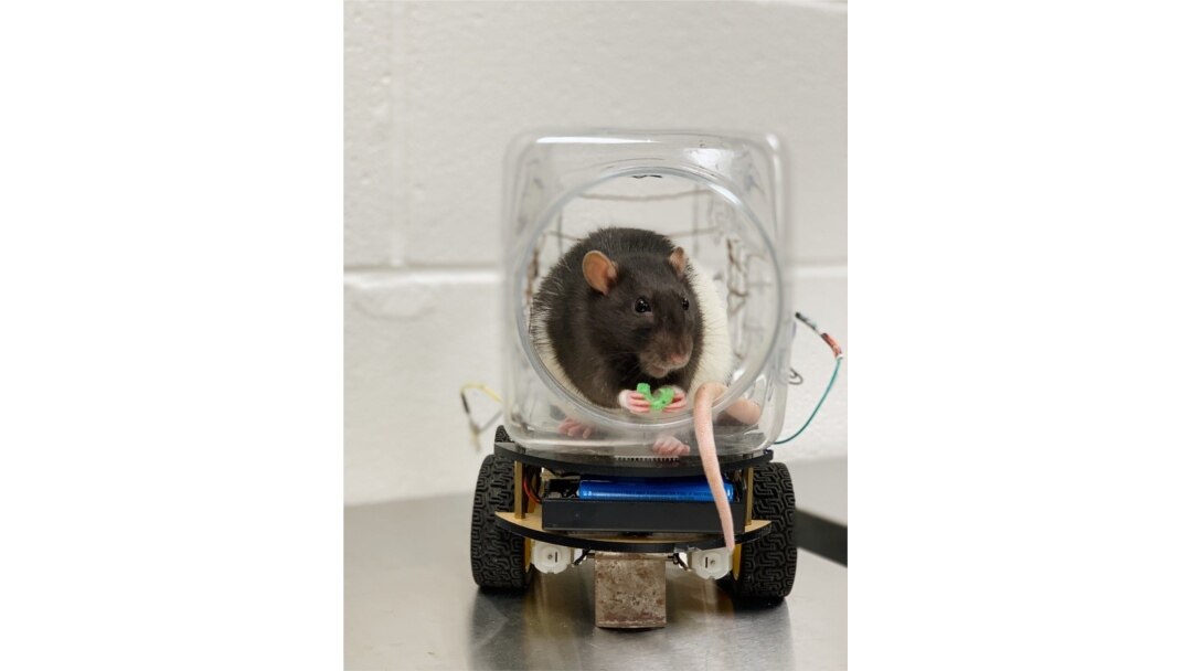 Scientists Trained Rats to Drive Cars. What Did They Learn