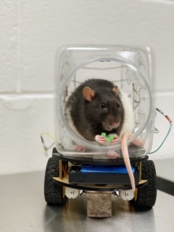 Research scientists at the University of Richmond announced they had successfully trained rats to drive small vehicles created for them. One of the main findings of the experiment was that the driving activity seemed to help the rats relax. (University of