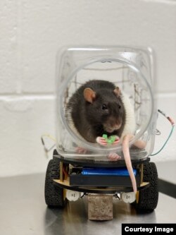 Research scientists at the University of Richmond announced they had successfully trained rats to drive small vehicles created for them. One of the main findings of the experiment was that the driving activity seemed to help the rats relax. (University of