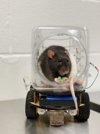 Scientists Trained Rats to Drive Cars. What Did They Learn