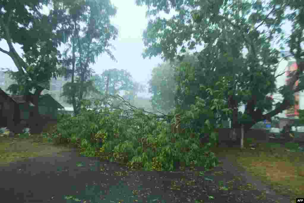 အိန္ဒိယနိုင်ငံအရှေ့ပိုင်း Orissa ပြည်နယ် Chandbali မှာ Amphan ဆိုင်ကလုန်း မုန်တိုင်းမတိုက်ခင် လေတိုက်တာကြောင့် သစ်ပင်များ ကျိုးကျနေတဲ့ မြင်ကွင်း (မေ ၂၀၊ ၂၀၂၀)