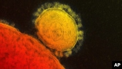 FILE - This file photo provided by the National Institute for Allergy and Infectious Diseases shows a colorized transmission of the MERS coronavirus that emerged in 2012.