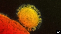 Le coronavirus MERS-CoV (Photo AP)