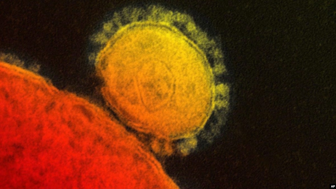 Foto dari Institut Nasional bagi Alergi dan Penyakit Menular menunjukkan transmisivirus MERS yang muncul tahun 2012.