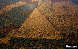 FILE - An aerial view shows a mixed forest on a sunny autumn day in Recklinghausen, Germany, Oct. 31, 2015.