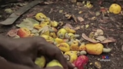 Cashew Production Booms in Ivory Coast