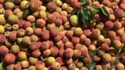 فصل برداشت محصولات شفتالو در هلمند