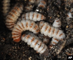 The larvae of the American burying beetle