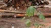 FILE - Logs cut from virgin Amazon rain forest are placed in a pile, in Brazil's northeastern Amazon region, February 11, 2008.