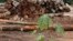 FILE - Logs cut from virgin Amazon rain forest are placed in a pile, in Brazil's northeastern Amazon region, February 11, 2008.